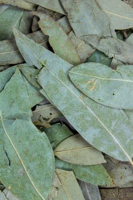 Eucalyptusblätter Salbe