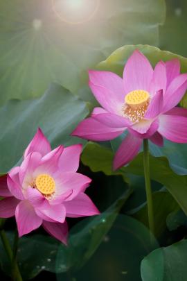 Lotusblätter