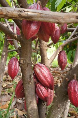 Kakaobohnenschalen Salbe