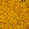 Blütenpollen Tropfen - Tinktur - pollen tinctura