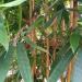 Bambusblätter grazil