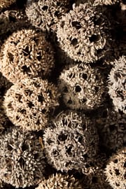 Amberbaumfrucht Salbe