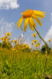 Arnikablüten Salbe