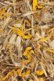 Arnikablüten Salbe