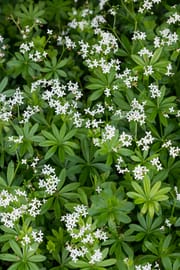 Waldmeisterkraut