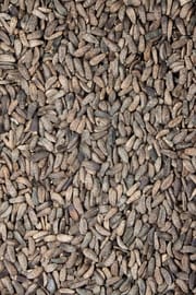 Astragalussamen Salbe