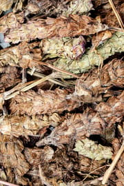 Braunellenähren Salbe