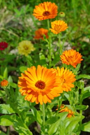 Ringelblumenblüten Salbe