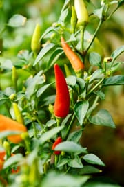 Cayenne-Pfeffer