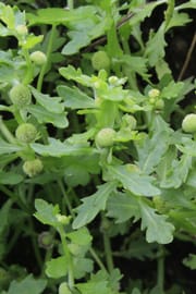 Centipedenkraut Salbe