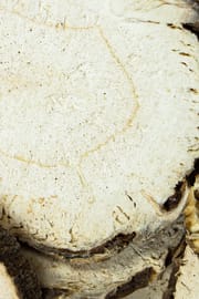 Chinesische Engelwurzwurzel Salbe