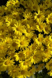 Chrysanthemenblüten indisch