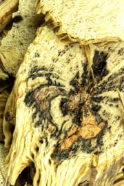 Clematisstengel