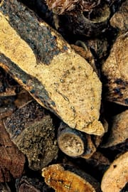Drynariawurzelstock, vorbehandelt Salbe