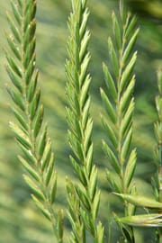 Queckenwurzelstock Tropfen - Tinktur