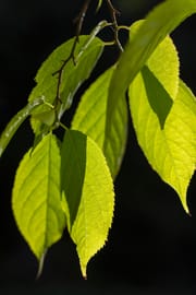 Gummiulmenrinde