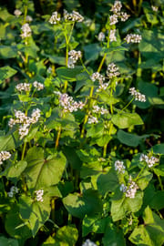 Buchweizenkraut