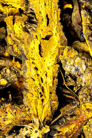Goldfadenwurzelstock