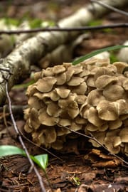 Maitake Pulver
