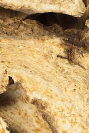 Grossköpfige Speichelkrautwurzel