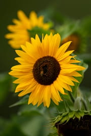 Sonnenblumenblüten Tropfen - Tinktur
