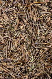 Bärtiges Helmkraut
