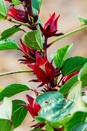 Hibiscusblüten