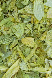 Hopfenzapfen