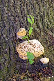 Chaga pulv. Tropfen - Tinktur
