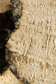 Polyporus Tropfen - Tinktur