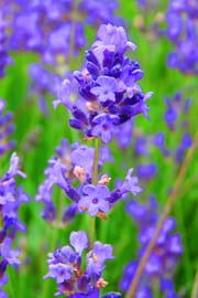 Lavendelblüten