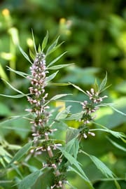 Herzgespannkraut Tropfen - Tinktur