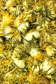 Löwenzahnblüten