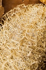Luffa