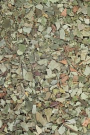Lungenkraut