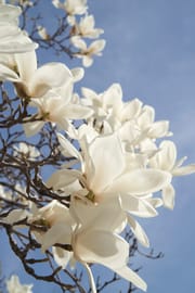 Mädesüßblüten Tropfen - Tinktur