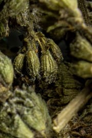 Schizonepetakraut Salbe