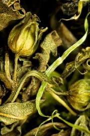 Sida acuta Tropfen - Tinktur