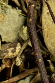 Sternjasminstengel Salbe