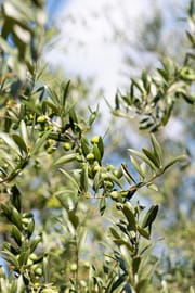 Olivenblätter