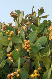 Kaktusblüten Tropfen - Tinktur