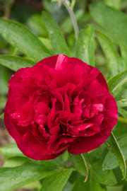 Pfingstrosenwurzel rot Salbe