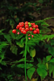 Ginsengwurzel Tropfen - Tinktur