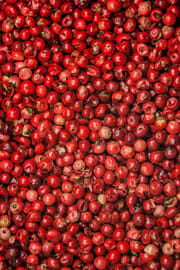 Pfeffer, rosa Tropfen - Tinktur