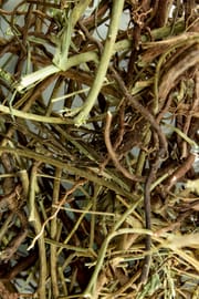 Sturmwindkraut