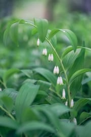Sibirischer Weißwurzwurzelstock, vorbehandelt Salbe