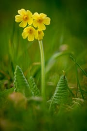 Schlüsselblumenblüten