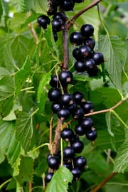 Johannisbeere, schwarz Tropfen - Tinktur