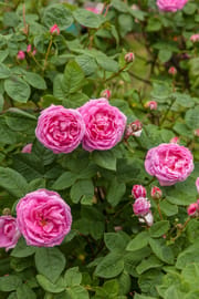Rosenblüten