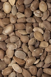 Schlangenkürbissamen Salbe